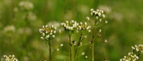 Natural treatments for postpartum hemorrhage - do they work?
