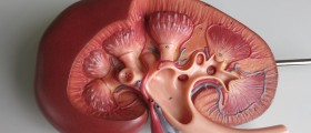Urinary system disease: nephritic syndrome