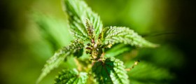 Can you increase sperm count with herbs?