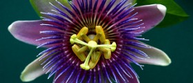 Anxiety treatment natural