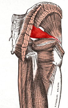 Prevention of piriformis syndrome | Musculoskeletal Issues articles