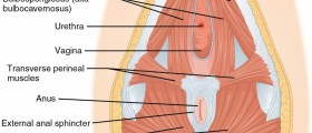 Perineal massage to prevent tearing during birth