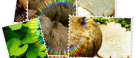 Purafem pueraria mirifica review - does purafem really work?