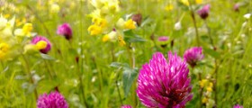 Natural estrogen supplements