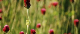 Herbs to increase fertility