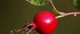 Antioxidants skin care