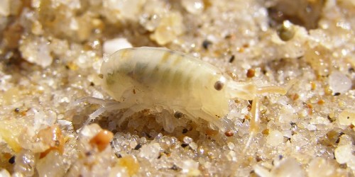 Don't Get Eaten (By Sand Fleas) On Your Summer Vacation
