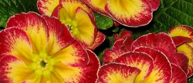 Evening primrose oil for fertility