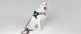 Should You Consider Getting A (Psychiatric) Service Dog?