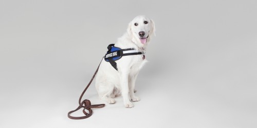 Should You Consider Getting A (Psychiatric) Service Dog?