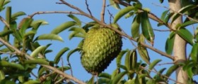 Soursop and cancer cure