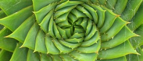 Aloe vera enema