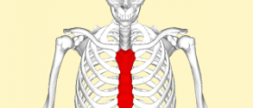 All about protruding sternum