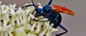 Tarantula hawk wasp