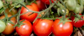 Can tomatoes help prevent prostate cancer?