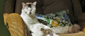 Things to consider before buying a family pet