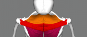 About trapezius workouts