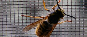 Wasps in house