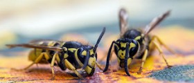 Wasps life cycle