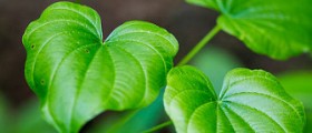 Herbal Clomid: Supplement that Acts like a Drug and Stimulates Ovulation
