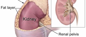 Adrenal gland problems in women