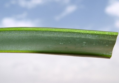 Slideshow picture