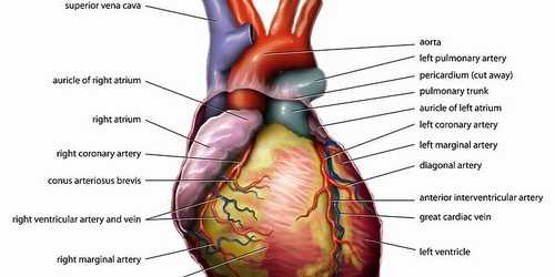Warning Signs: How To Recognize Heart Attack