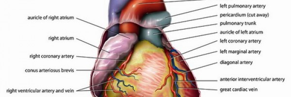 Warning Signs: How To Recognize Heart Attack