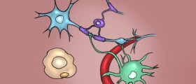 Brain Cells, More Than Just Neurons