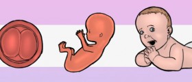 From Embryo To Baby: Human Development