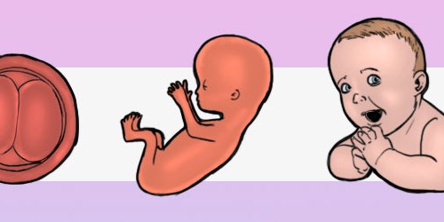 From Embryo To Baby: Human Development