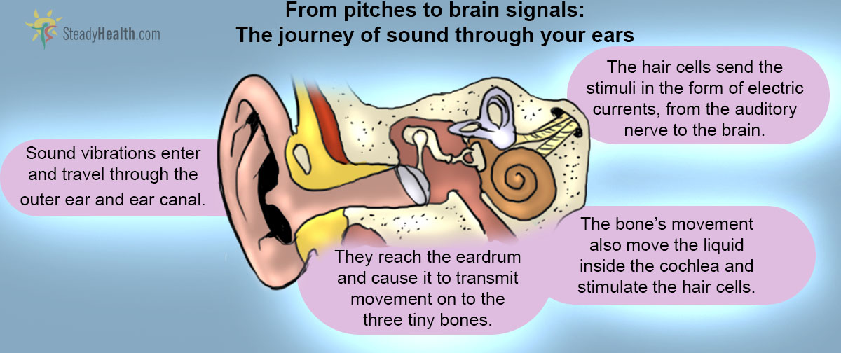 plasticity of the neuromuscular system