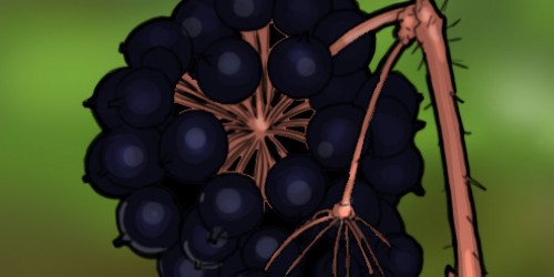 Siberian Ginseng: The Workhorse Herb For Keeping You Healthy