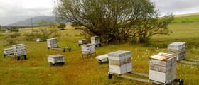 Warning: Not All Honey Is Natural And Healthy