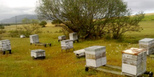 Warning: Not All Honey Is Natural And Healthy