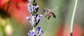 Local Honey Reduces Symptoms Of Hayfever And Other Allergies