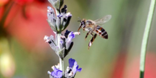Local Honey Reduces Symptoms Of Hayfever And Other Allergies