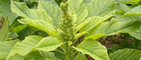 Traditional Morogo: The Most Nutritious Leaf Vegetable In Africa