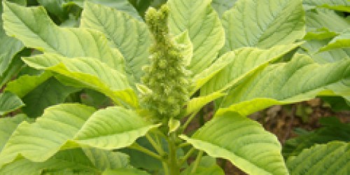 Traditional Morogo: The Most Nutritious Leaf Vegetable In Africa