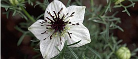 How Black Seed Oil Fights Cancer