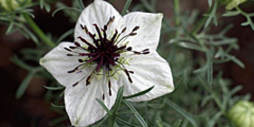 How Black Seed Oil Fights Cancer