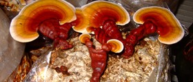 Mushrooms: Nutritious, Healthy, And... The Key To Weight Loss?