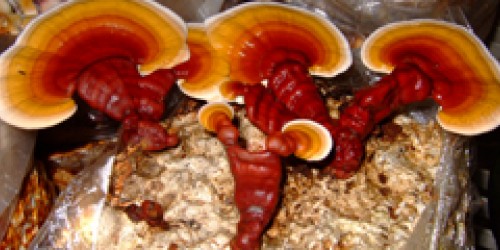 Mushrooms: Nutritious, Healthy, And... The Key To Weight Loss?