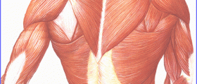 Muscular dystrophy