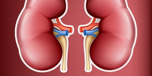 Kidneys Are The Hardest Workers In Your Body