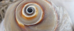 Snail Venom Could Help Treat Epilepsy And Depression