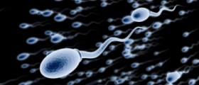 Sperm stem cells may restore fertility after cancer treatment