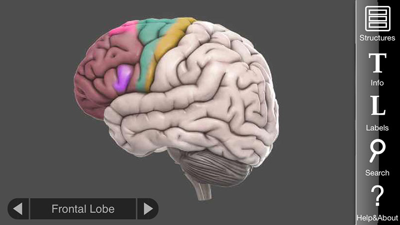3d brain app wont rotate in android