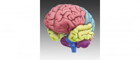 3D Brain App, an interactive way to learn about the different parts of the human brain