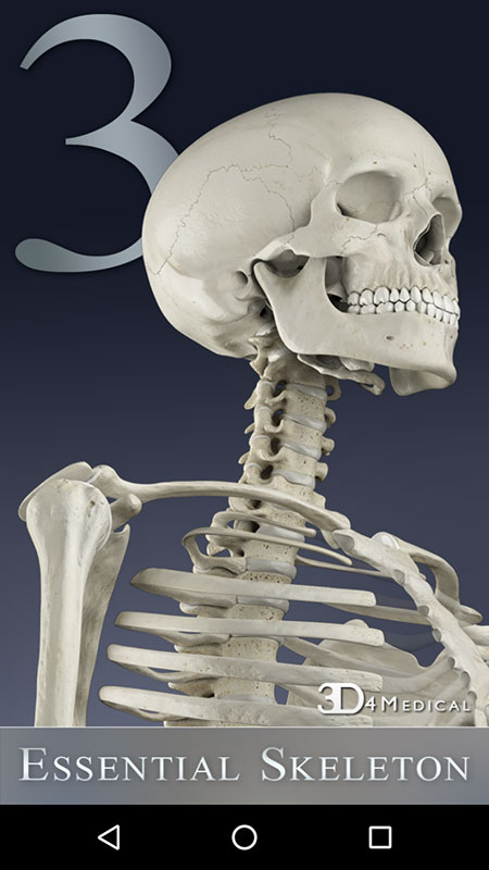 Essential Skeleton App, an interactive 3D anatomy of the human skeletal